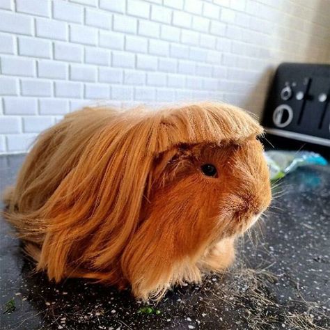 Guine Pig, Haircut Fails, Johnny Bravo, Latest Haircuts, Pet Guinea Pigs, Bad Haircut, Haircut Pictures, Guinea Pig Cage, Pet Pigs