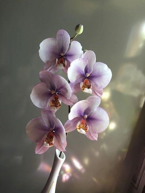 Phalaenopsis orchid by Piro Maria Cristina - http://cakesdecor.com/cakes/236002-phalaenopsis-orchid Orchid Tattoo, Moth Orchid, Gum Paste Flowers, Orchid Purple, Phalaenopsis Orchid, Purple Orchids, Beautiful Orchids, Orchid Plants, White Orchids