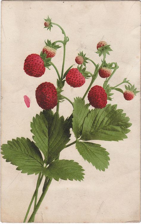 Explore patrick.marks' photos on Flickr. patrick.marks has uploaded 23730 photos to Flickr. Strawberry Drawing, Strawberry Tattoo, Gardening Planting, Wild Strawberry, Fruits Images, Illustration Botanique, Wild Strawberries, Vintage Botanical Prints, Botanical Beauty