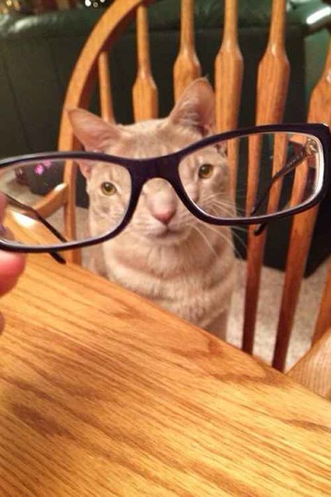 Cat Glasses, Silly Cats Pictures, Funny Animal Jokes, Funny Cat Pictures, Funny Animal Memes, Funny Cute Cats, Animal Jokes, Silly Cats, Pretty Cats