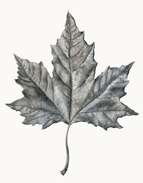 Maple Leaf Drawing, Tonal Drawing, Leaves Drawing, Leaves Sketch, Leaf Tattoo, Drawing Realistic, Graphite Art, Leaf Images, Leaf Drawing