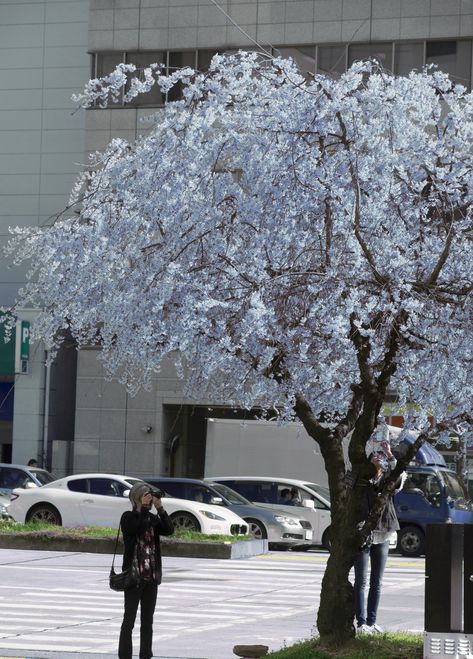 Blue sakura blossom in Japan? Who would believe such a thing was even possible - yet here it is!! Blue Sakura, Blue Blossom, Blue Cherry, Single Tree, Sakura Tree, Sakura Cherry Blossom, Japanese Cherry Blossom, Cherry Blossom Tree, Blossom Trees