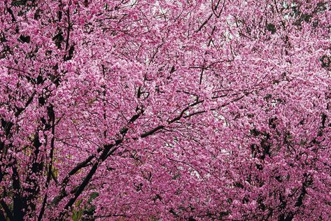 Purple Leaf Plum Tree, Flowering Plum Tree, Plum Trees, Air Layering, Small Pink Flowers, Redbud Tree, Lace Trees, Planting Ideas, Tree Pruning