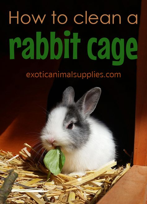 Clean Bunny Cage, Bunny Care Tips, Rabbit Facts, Fluffy Bunnies, Pet Rabbit Care, Meat Rabbits, All About Rabbits, Pet Bunny Rabbits, Raising Rabbits