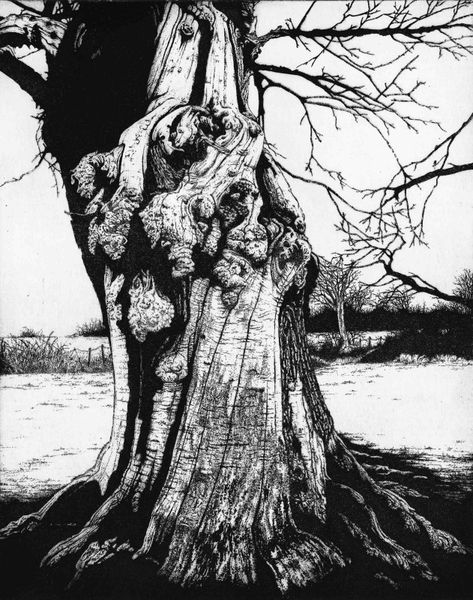 Croft Castle, Wood Etching, Contemporary Watercolor, Royal Society, Ancient Tree, Print Inspiration, Tree Drawing, Wood Engraving, Australian Artists