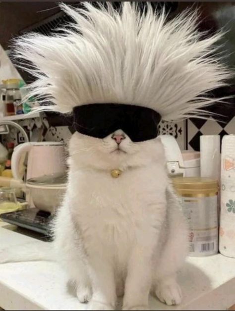 Cat Gojo Satoru, Cat Aesthetic Icon, Gojo Satoru Cat, Meme Chat, Cat Profile, Funny Cat Wallpaper, Silly Cats Pictures, Cute Cats Photos, Pretty Animals