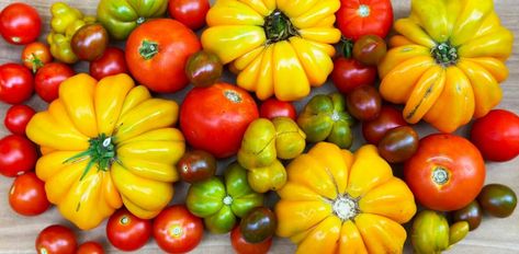 18 simple recipes to use up lots of tomatoes - GrowJourney Tomato Uses, Use Up Tomatoes, Keto Mediterranean Recipes, Pickled Cherry Tomatoes, Too Many Tomatoes, Lots Of Tomatoes, Pickled Tomatoes, Pickled Cherries, Hobby Greenhouse