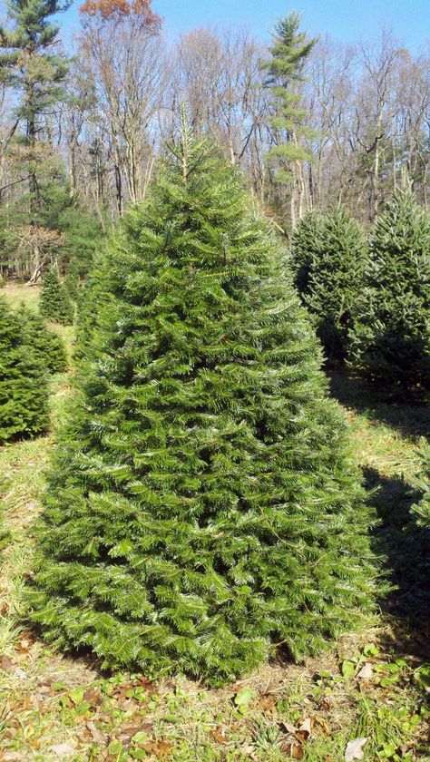 Grand Fir Www.hillfarms.com Grand Fir, Types Of Christmas Trees, Fir Christmas Tree, Gift Drawing, Christmas Tree With Gifts, All Things Christmas, Christmas Trees, Image Search, Trees