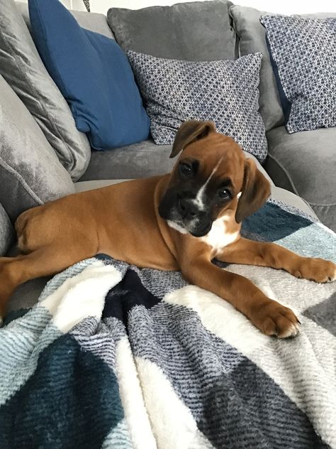 Boxer Aesthetic Dog, Boxer Dog Aesthetic, Boxer Dogs Puppies, Cute Boxer Dogs, Baby Boxer Puppies, Cute Boxer Puppies, Boxers Dogs, Boxer Pup, Boxer Dog Puppy