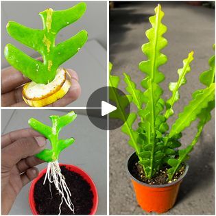 Grow Fishbone Cactus Plant From Fishbone Cactus Branch / surprised to learn this technique !!! | Grow Fishbone Cactus Plant From Fishbone Cactus Branch / surprised to learn this technique !!! | By Rana CraftFacebook Fishbone Cactus, Plant Problems, Cactus Plant, Fish Bone, Cactus Plants, To Learn, Cactus, Plants