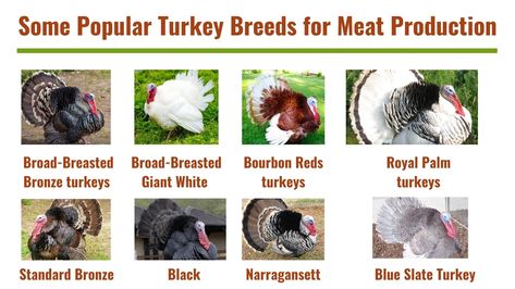 Several Breeds of Turkey For Meat Production Turkey Breeds, Bronze Turkey, Turkey Meat, Meat, 10 Things