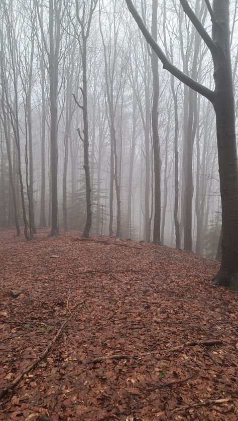 Forest in the fog Dry Forest Photography, Japan 80's Aesthetic, Grey Autumn, Fog Forest, Foggy Weather, Fall Mood Board, Autumn Magic, Foggy Forest, Mystical Forest