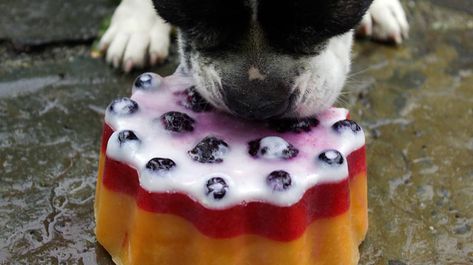 Dog Enrichment Ideas, Rocket Pop, Frozen Watermelon, Diy Hack, Frozen Dog, Nosara, Dog Enrichment, Diy Treats, Dog Info