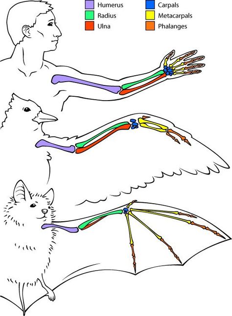 Wing Anatomy, A Level Biology, Biology Classroom, Biology Lessons, Teaching Biology, Animal Science, Bird Wings, Science Biology, Applied Science