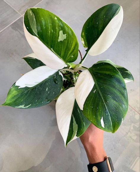 Philodendron White Knight, Philodendron White Princess, White Wizard, Plant Goals, Philodendron Plant, White Knight, Front Garden Design, Inside Plants, Variegated Plants