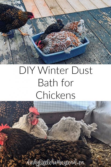 Chicken Bath Diy, Winter Dust Bath For Chickens, Dust Bath Chickens, Best Dust Bath For Chickens, Dust Bath Ideas For Chickens, Chicken Bath Ideas, Diy Chicken Dust Bath Ideas, Winter Coop For Chickens, Diy Chicken Bath