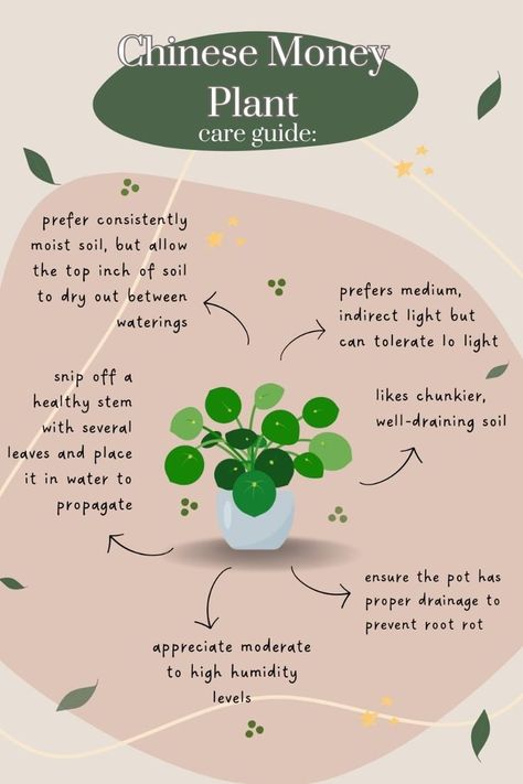 5 Best Plants for Attracting Wealth and Prosperity in Feng Shui — ASHLINA KAPOSTA How To Take Care Of Money Plant, Pancake Plant Care, Pilea Peperomioides Care, Chinese Money Plant In Water, Chinese Money Plant Propagation, Money Plant Care Tips, Pilea Plant Care, Money Plant In Water, Chinese Money Plant Care