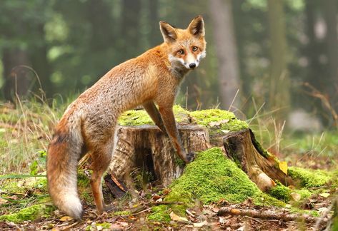 Fluffy tailed fox climbing a tree trunk – The red fox is a small dog-like mammal, with a sharp-pointed face and a light body build that allows it to be quick on its feet. Fox Facts, Fox Poster, Fox Pictures, Pet Fox, Fox Art, Red Fox, Cute Friends, Beautiful Creatures, Animal Photography