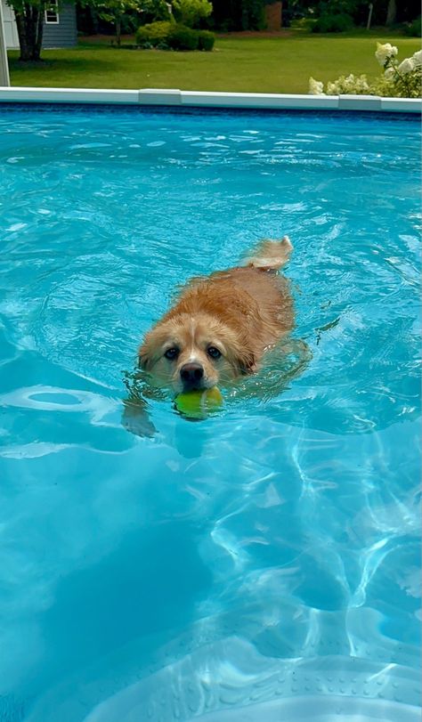 #adorable #dog #pool Dog Swimming Pools, Dog Pool, Dog Swimming, Dog Hacks, Summer Goals, Summer Dog, Summer Inspo, Preppy Summer, Pool Cover