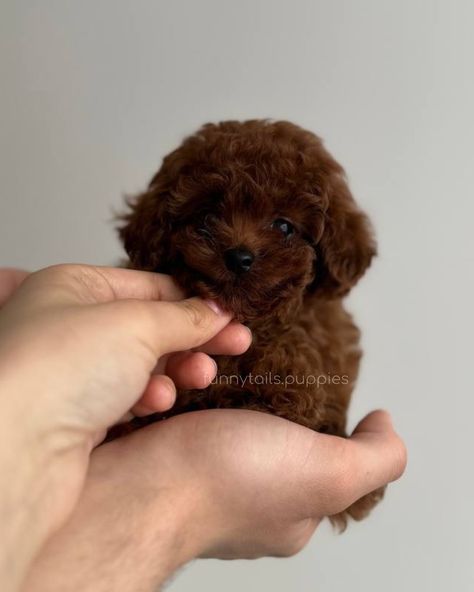 BLESSI 🤎 girl Toy Poodle Teacup Colour : dark brown Adult weight: 1,8-2kg Meet Teacup Toy Poodle puppy named Blessi! This little bundle of joy is waiting for his new family. Blessi will be a great addition to any family, because its adult weight will be only 1.8-2 kg. She will remain small and graceful throughout her life. Blessi has a unique and rare color - dark brown, which gives it a special attractiveness and charm. Her parents were brought by us personally from China and Korea, whi... Poodle Teacup, Teacup Poodle Puppies, Toy Poodle Puppy, Choose Her, Tea Cup Poodle, Puppy Names, Poodle Puppy, Bundle Of Joy, Waiting For Him