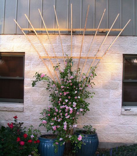 10' Cedar Fan Trellis Fan Trellis, Tall Trellis, Climbing Roses Trellis, Teepee Trellis, Types Of Climbing, Landscaped Garden, Rose Trellis, Trellis Ideas, Diy Trellis