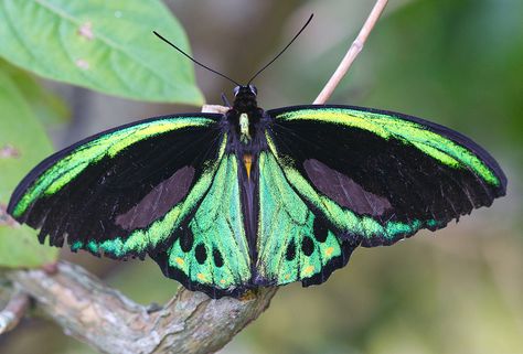 Birdwing Butterfly, Butterfly World, Jungle Tattoo, Beautiful Butterfly Pictures, Beautiful Butterfly Photography, Butterfly Species, Butterfly Photos, Largest Butterfly, Butterfly Pictures