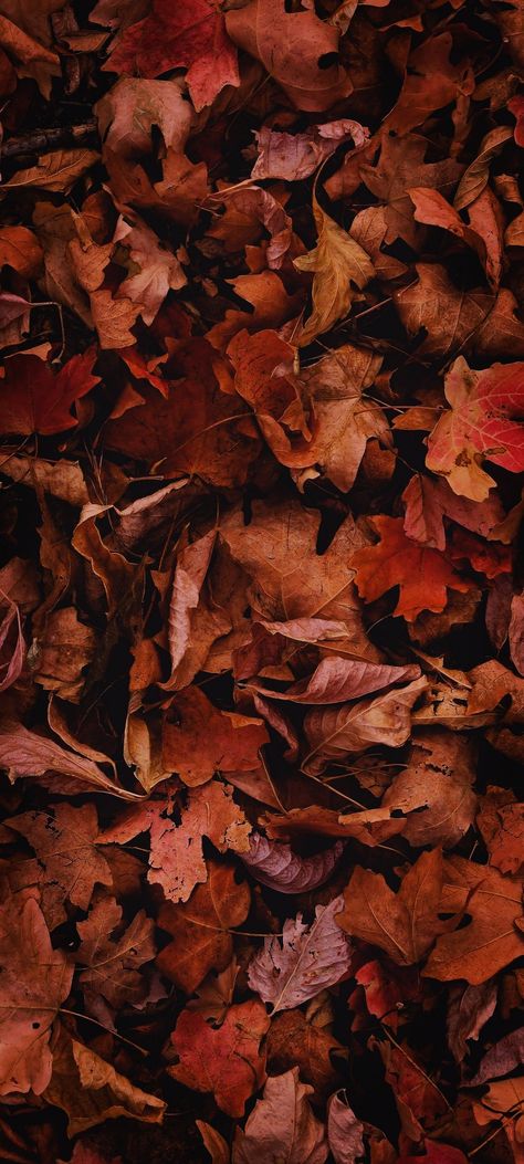 Fall Leaves Iphone Wallpaper, Autumn Leaves Wallpaper Iphone, Fall Leaves Wallpaper Iphone, Iphone Wallpaper Leaves, Fall Leaves Aesthetic Wallpaper, Mabon Wallpaper, Fall Leaves Wallpaper Aesthetic, Fall Wallpaper Leaves, Iphone Wallpaper Fall Autumn