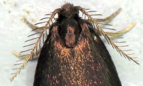 bug of the day | Check out the antennae on this Common Bagwo… | Flickr Bug Antenna, Bagworm Moth, My House, Moth, Bugs, Insects, The Day, Yard, Bugs And Insects