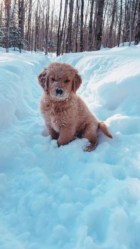 Cut Dogs, Nice Dogs, Big Dogs Breeds, Biggest Dog In The World, Big Fluffy Dogs, Funny Dog Signs, Funny Dog Jokes, Biggest Dog, Cute Fluffy Dogs