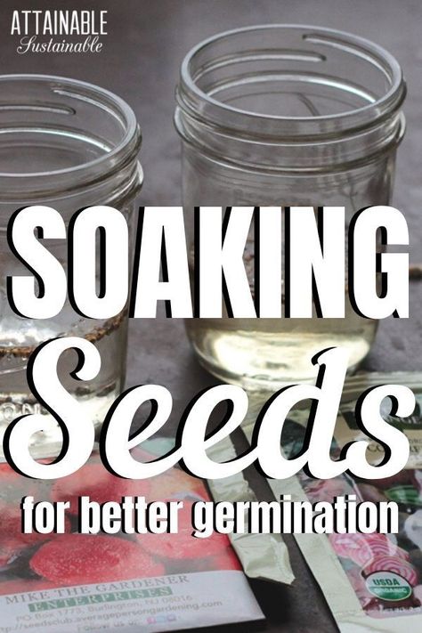 You can give vegetable seeds a head start in the garden by soaking seeds before planting them in the garden (or seed trays). The extra moisture can speed germination and helps them thrive. Vegetable Seed Starting, Soaking Seeds Before Planting, Starting Seeds Indoors, Vegetable Garden Diy, Seed Germination, Starting A Garden, Vegetable Seeds, Container Gardening Vegetables, Propagating Plants