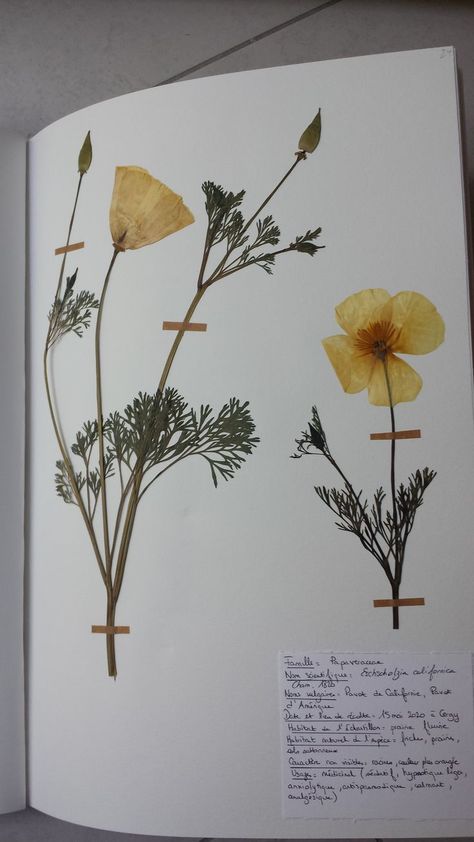 Dried Flowers Scrapbook, Herbarium File Cover Decoration, Flower Pressing Journal, Herbarium Book Ideas, Herbarium Aesthetic, Pressed Flowers Ideas, Pressed Flower Journal, Herbarium Art, Botanical Journal