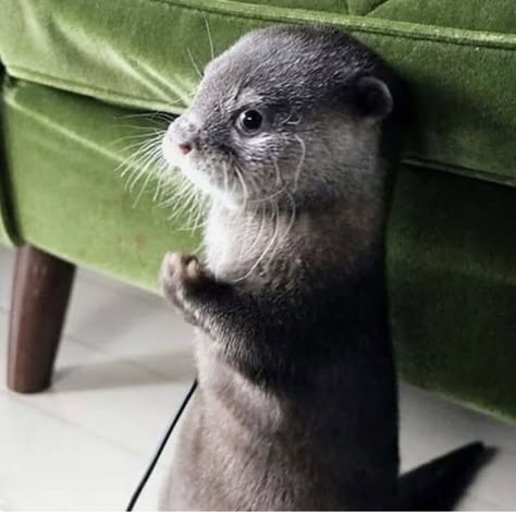 Otter Pfp, Otters Funny, Cute Otters, Otters Cute, Otter Love, Cute Ferrets, Baby Otters, Sea Otters, River Otter