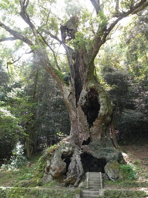 Hollow Tree Trunk, Camphor Tree, Voice Of Nature, Selena Pictures, Hollow Tree, Stone Pool, Witch Garden, Sacred Tree, Magic Forest