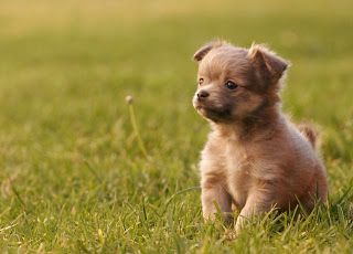 Rule of thirds is being applied because the puppy is going the right vertical line of the rule. Rule Of Thirds Examples, Rule Of Third, Rule Of Thirds Photography, Rules Of Composition, The Rule Of Thirds, Photography Rules, Line Photography, Photography Assignments, Rule Of Three