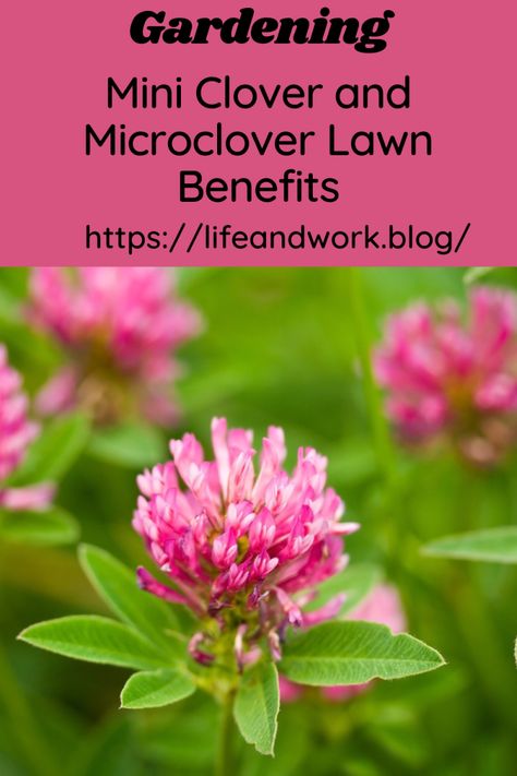 Microclover Lawn, Clover Lawn, Clover Plant, Nitrogen Fixation, Clover Seed, Plant Diy, Perennial Grasses, Types Of Grass, Attracting Beneficial Insects