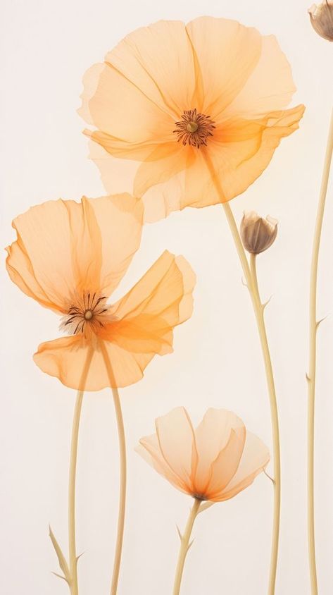 Real pressed california poppy flower petal plant. | premium image by rawpixel.com / Ling Flower Petal Background, Golden Poppies, Poppy Flower Background, Poppy Flower Photo, Iceland Poppy Flower, California Poppy, Download Free Images, Poppy Flower, Real Flowers