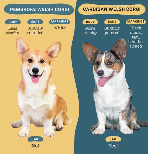 Frisky, fun, and full of surprises, learning about these two types of corgis will leave you begging for one of your own! Pembrook Welsh Corgi, Cardigan Welsh Corgi Puppies, Corgi Dog Breed, Welsh Corgi Pembroke, Corgi Breeds, Corgi Facts, Cardigan Corgi, Cute Corgi Puppy, Corgi Art