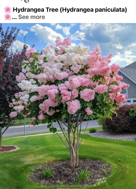 Tree Hydrangea, Hydrangea Tree, Landscaping With Large Rocks Natural, Hydrangea Quercifolia, Hydrangea Bloom, Hydrangea Care, Hydrangea Paniculata, Hydrangea Not Blooming, Landscaping With Large Rocks