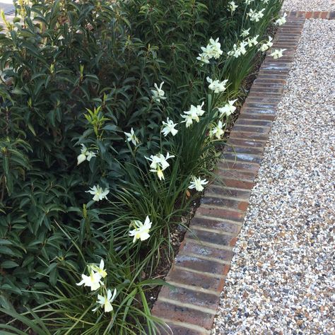 Shelley Hugh-Jones Garden Design: Gravel using cedar gravel stabilising system. Gravel Garden Path, Garden With Gravel, Narcissus Thalia, Pebble Driveway, Stone Pathways, Brick Border, Scandi Modern, Gravel Parking, Brick Edging