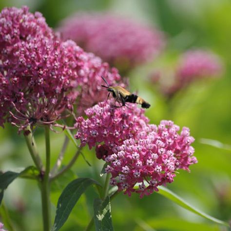 Red milkweed - FineGardening Milkweed Garden, Prairie Nursery, Dry Stream, Lobelia Cardinalis, Iris Versicolor, Swallowtail Butterflies, Asclepias Incarnata, Stream Bed, Interesting Plants