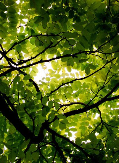 Tree Canopy Photography, Violets Wallpaper, Canopy Ideas, Nature Photography Trees, Backyard Canopy, Singing Bird, Garden Canopy, Diy Canopy, Tree Canopy