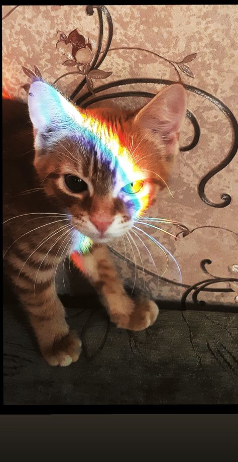 Cat With Rainbow, Cute Cat Art, Cat Rainbow, Dresses Vacation, Cat And Kitten, Pin Pics, Silly Cats Pictures, Cute Cats Photos, Rainbow Cat