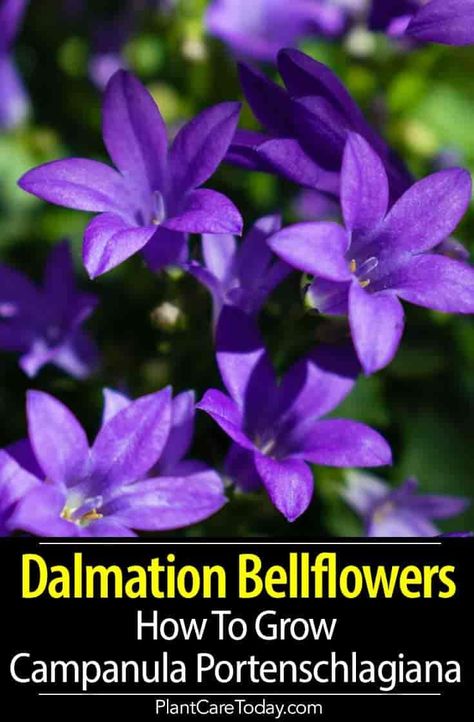 Campanula Portenschlagiana Care: How to Grow Dalmation Bellflowers . #gardening #bellfowers Campanula Plant, Campanula Portenschlagiana, Backyard Hacks, Homestead Gardening, Yard Plants, Flower Growing, Plants Care, Pergola Pictures, Fall Gardening