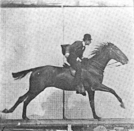 Eadweard Muybridge, High Speed Photography, Run Cycle, Motion Photography, Horse Galloping, Camera Obscura, History Of Photography, Animation Reference, Komodo