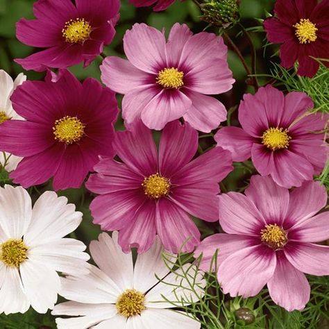 Amazon.com : Outsidepride 5 lb. Annual Cosmos Bipannatus Wild Flower Seed Mix for Planting : Patio, Lawn & Garden Theme Nature, Cosmos Flowers, Flower Meanings, Pollinator Garden, Beautiful Flowers Garden, Flowering Plants, Month Flowers, Heirloom Seeds, Wildflower Seeds