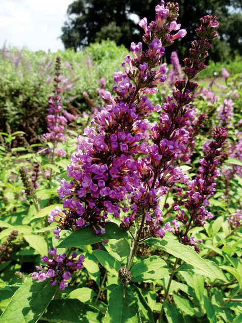 Louisiana Landscaping, Louisiana Landscape, Drift Roses, Shade Landscaping, Creole Cottage, Louisiana Purchase, Ideas For The Garden, Zone 9, Hummingbird Garden