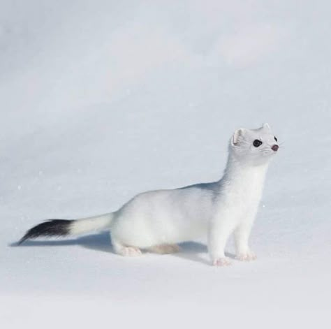 White Stoat Animal, White Weasel, White Otter, White Ferret, Comedy Wildlife Photography, Tattoo Nature, Animals Tattoo, Cute Ferrets, Wallpaper Aesthetics