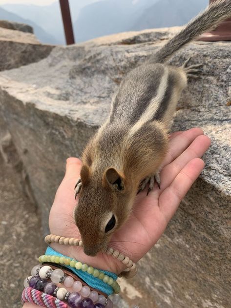 Catherine Cowles, Cute Chipmunk, Aesthetic Bracelets, Bracelets Cute, Forest Creatures, Contemporary Romances, Chipmunks, Pretty Pictures, Interesting Art