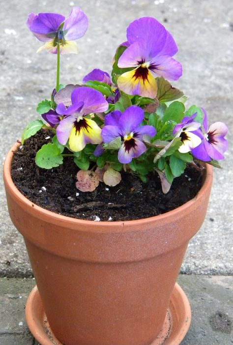 pansy flower pot wedding centerpieces ideas - Google Search Pansies In A Pot, Flower Pots Wedding, Pansies In Pots, Pansy Wedding, Door Planters, Potted Herbs, Moroccan Garden, Mums Birthday, Centerpieces Ideas