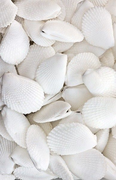 Personalize each shell by using them as your seating cards. Each of your attendees will have another gift to bring home as they can place either inside of their bathroom or bedroom as a souvenir from the reception. White Sea Shells, She Sells Seashells, Simply White, White Sea, Shades Of White, White Aesthetic, All White, Pure White, Summer Time